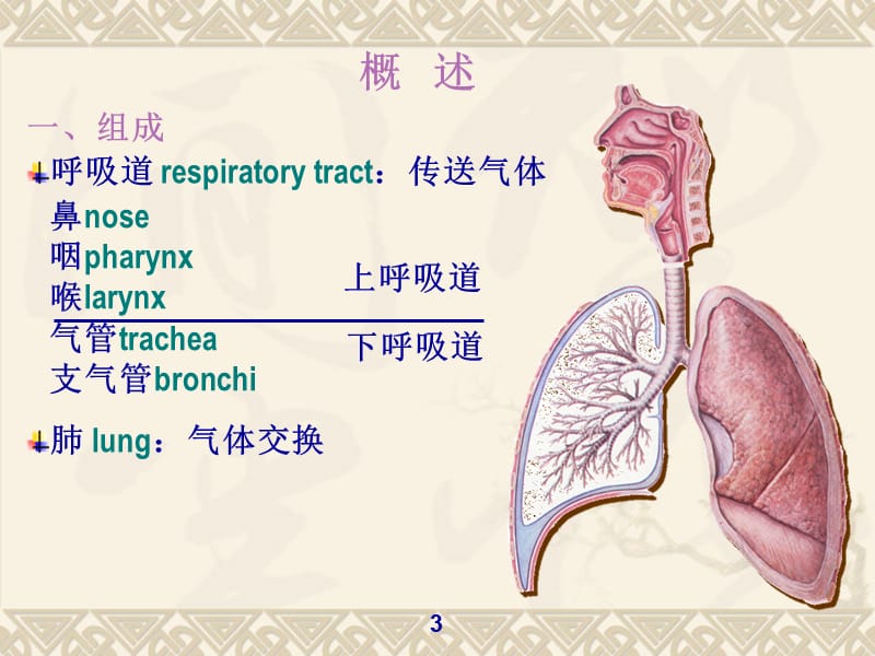 《呼吸系统》ppt课件.ppt_第3页