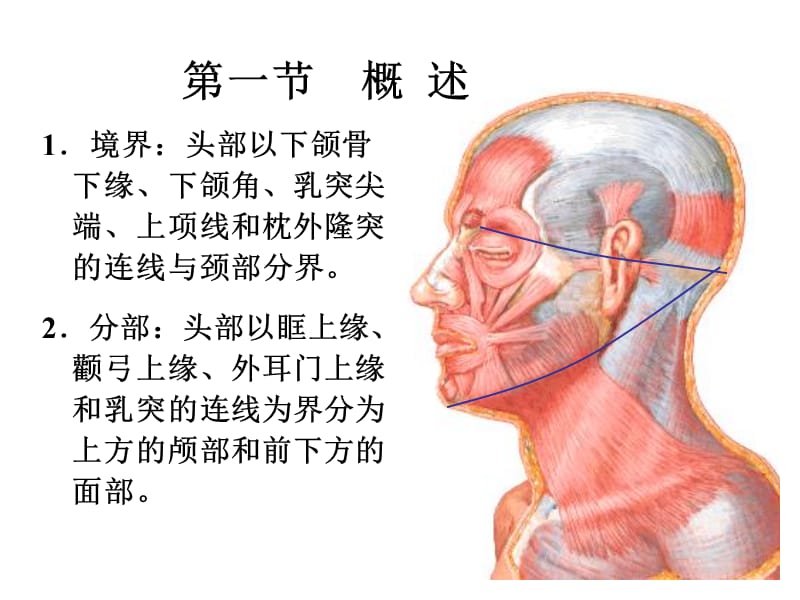 《头部》ppt课件.ppt_第2页