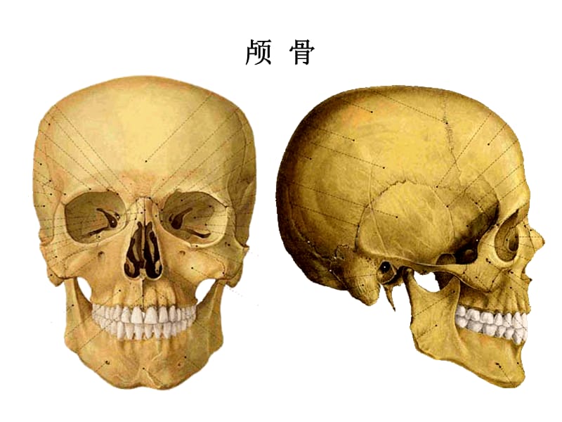 《头部》ppt课件.ppt_第3页