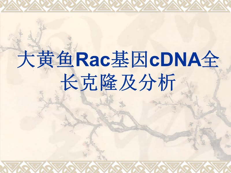 大黄鱼Rac基因cDNA全长克隆及分析PPT课件.ppt_第1页