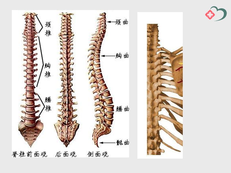 脊柱后关节错位急性腰扭伤髂腰韧带.ppt_第2页