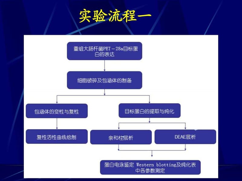 分子生物学实验(生技生科)下游.ppt_第2页