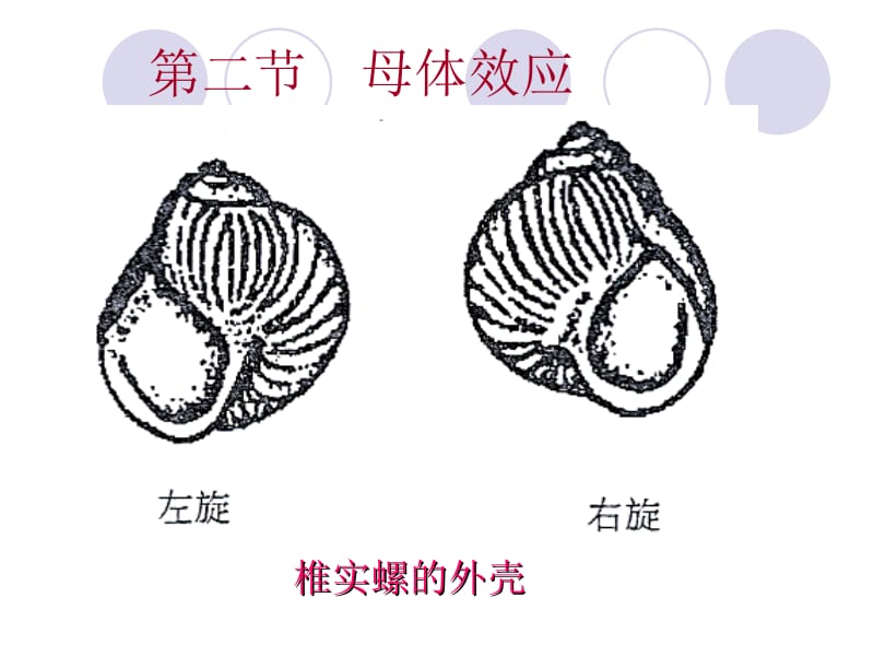 动物遗传学 第十章 非孟德尔遗传.ppt_第2页