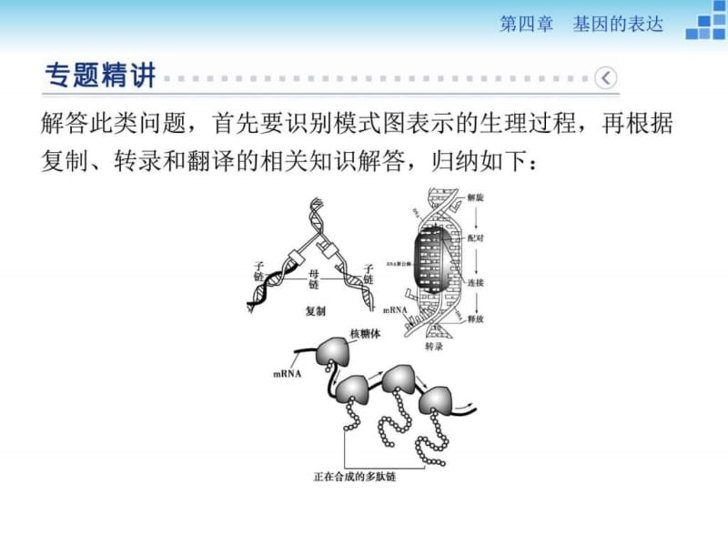 版优化方案高中生物人教版必修二配套课件第四章微专.ppt_第2页