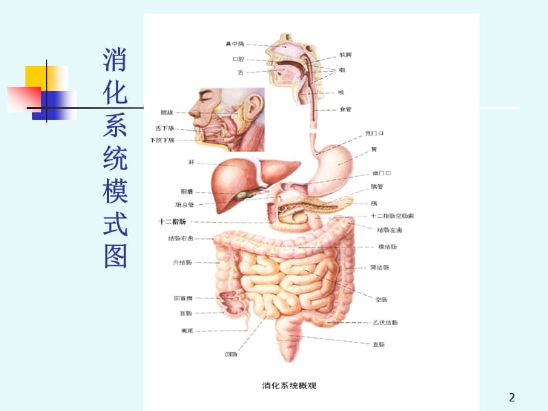 消化系统--digestivesystemPPT课件.ppt_第2页