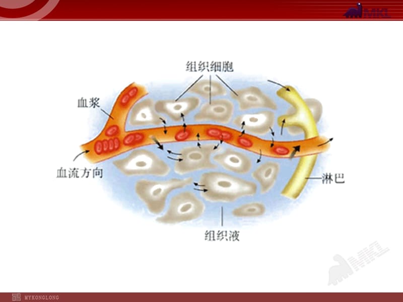 高中生物PPT授课课件（人教版必修3）1.1细胞生活的环境.ppt_第3页