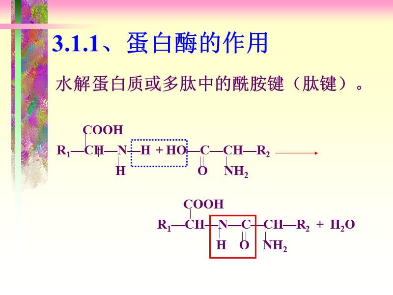 蛋白酶知识.ppt_第2页