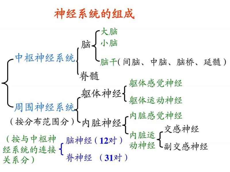 2019脑结构与功能.ppt.ppt_第2页