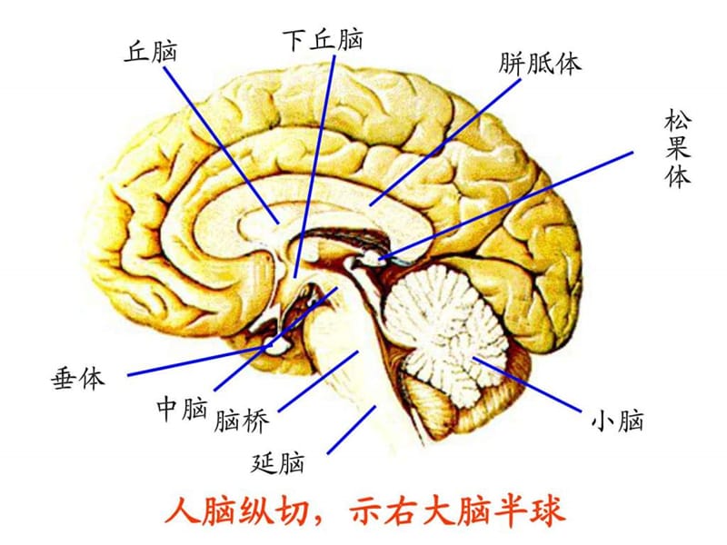 2019脑结构与功能.ppt.ppt_第3页