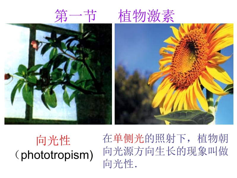 第一部分植物生命活动的调部分教学课件.ppt_第2页