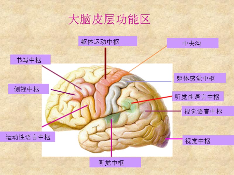 中枢神经各系统各部位损害的表现ppt课件.ppt_第2页