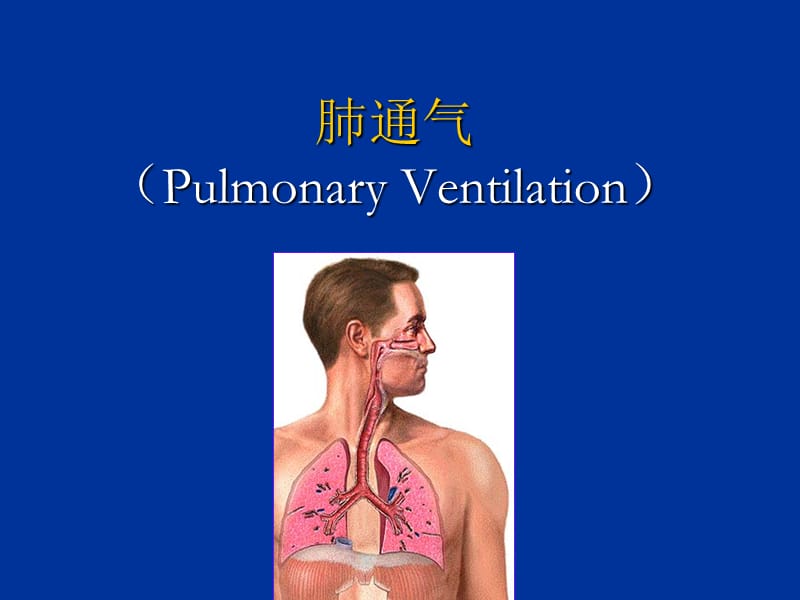 生理学呼吸生理PPT课件.ppt_第3页