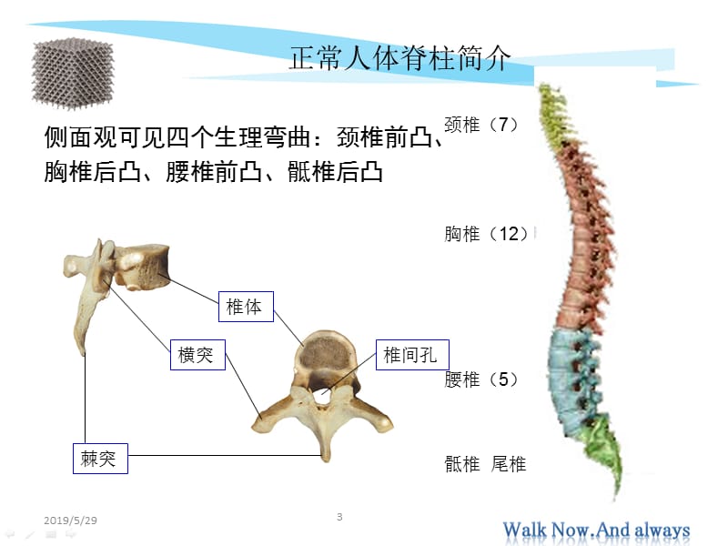 2019脊柱常见疾病简介 ppt课件.ppt_第3页