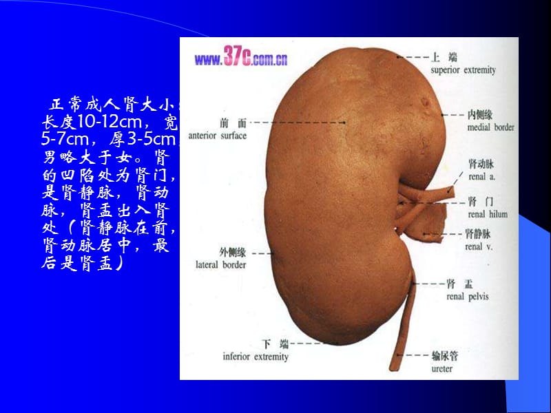 泌尿系统的超声诊断PPT课件.ppt_第3页