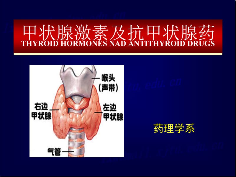 2019药理学（曹永孝）甲状腺激素及抗甲状腺药.ppt_第1页