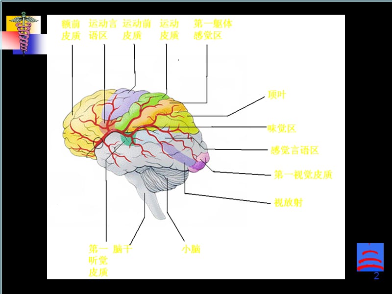 脑磁共振局部解剖与功能图谱PPT课件.ppt_第2页