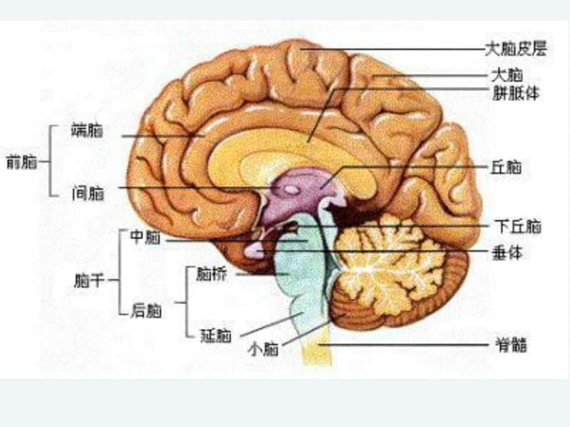 2019脑结构与功能—东南大学_图文.ppt.ppt_第3页