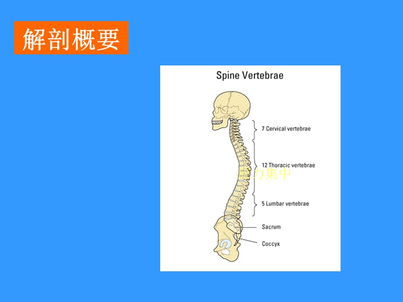 2019腰椎间盘突出症课件.ppt_第2页