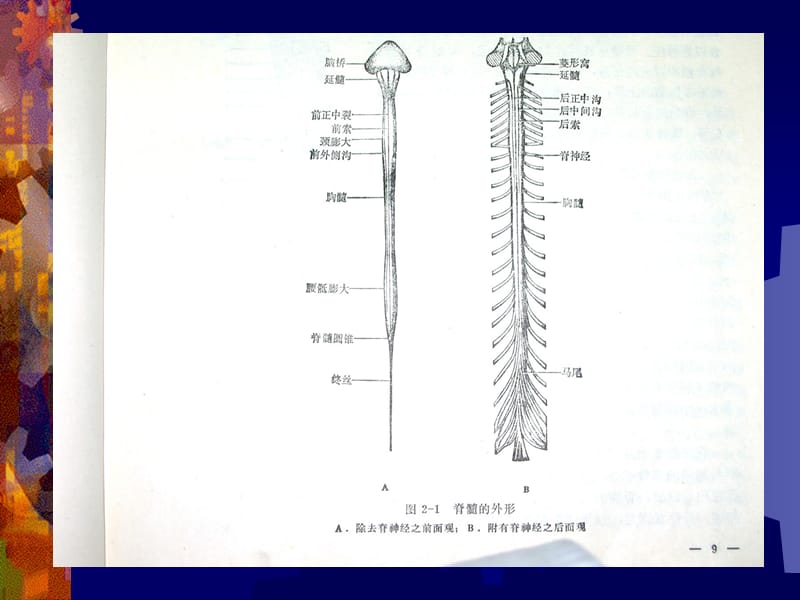 《脊髓解剖》ppt课件.ppt_第2页