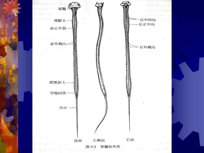 《脊髓解剖》ppt课件.ppt_第3页