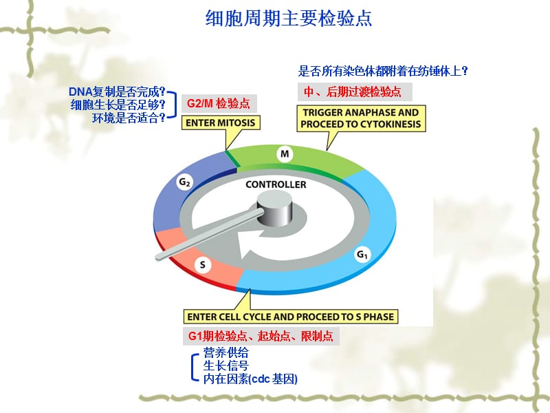 2019费晓方《细胞生物学》14ch14-细胞周期调控与癌细胞.ppt_第2页