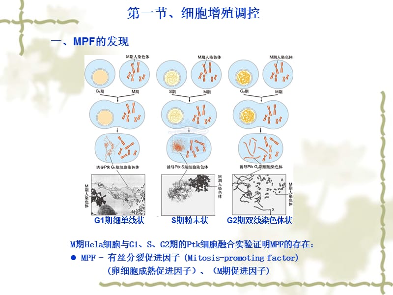 2019费晓方《细胞生物学》14ch14-细胞周期调控与癌细胞.ppt_第3页