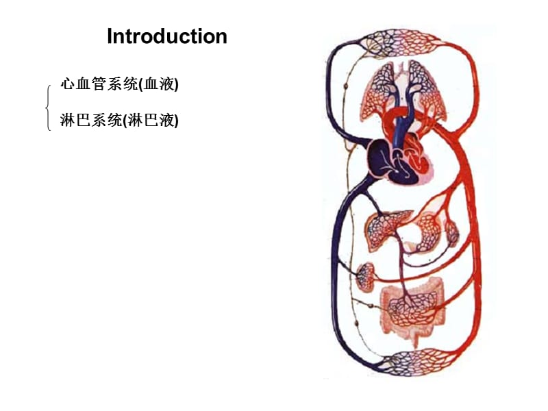 2019解剖学课件-心血管系统heart.ppt_第2页