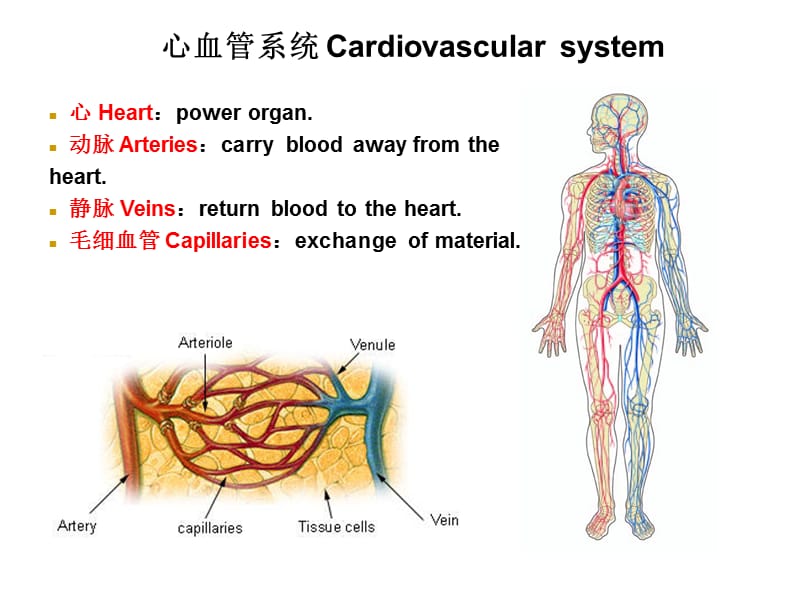 2019解剖学课件-心血管系统heart.ppt_第3页