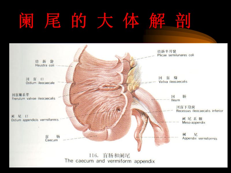 2019阑尾炎.ppt_第2页