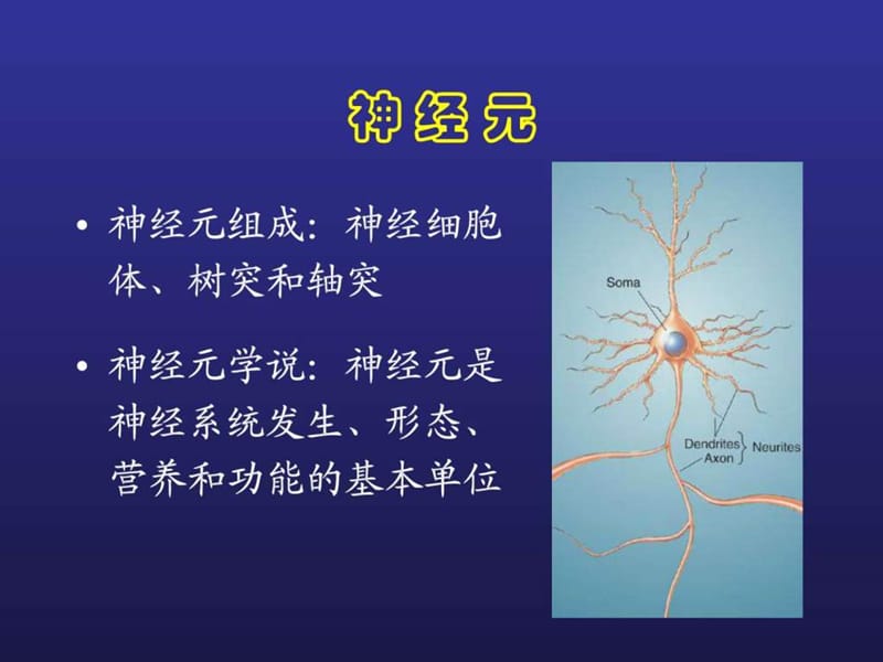 2019脑结构与认知_图文.ppt.ppt_第2页