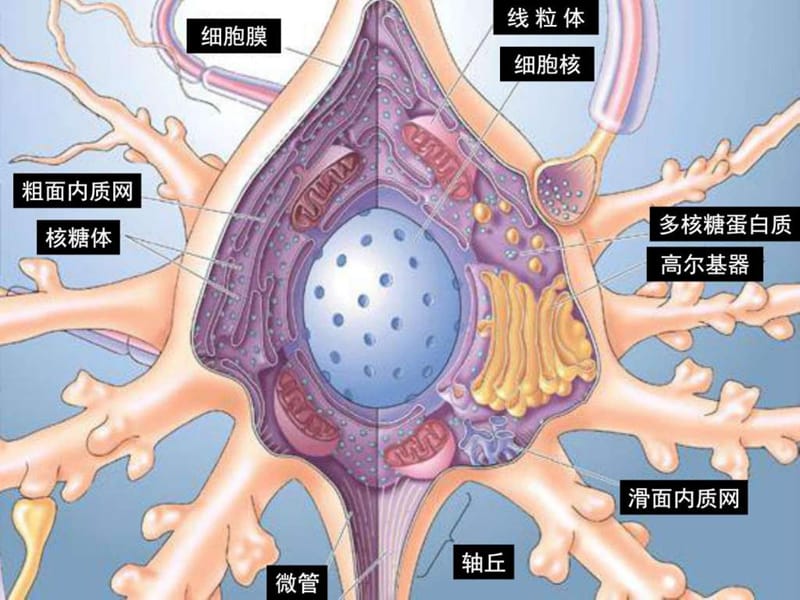 2019脑结构与认知_图文.ppt.ppt_第3页