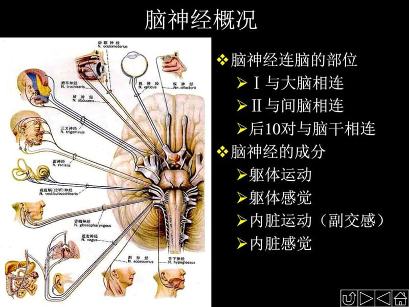 2019脑神经解剖图谱.ppt.ppt_第2页