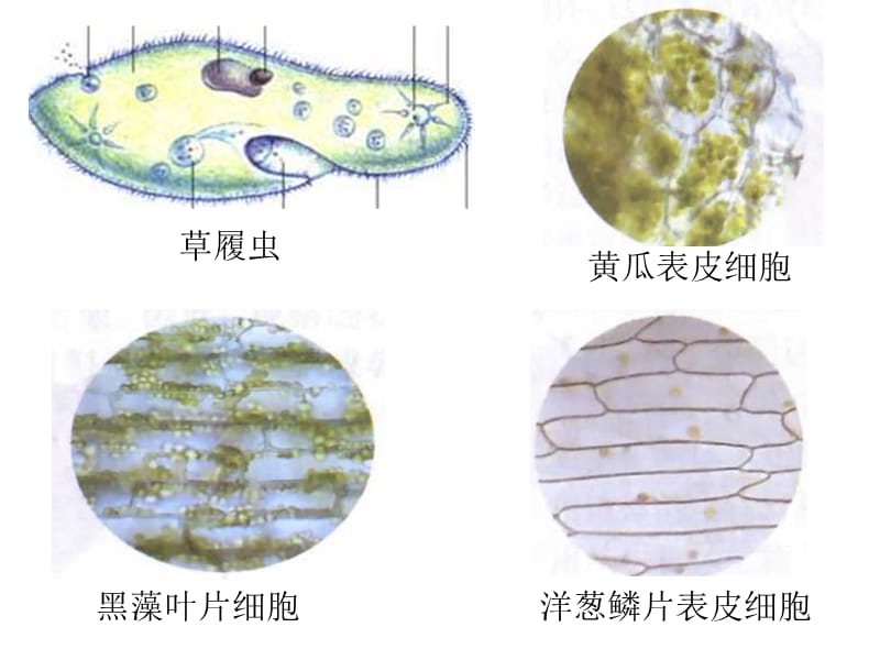 生物体的结构层次PPT课件.ppt_第2页