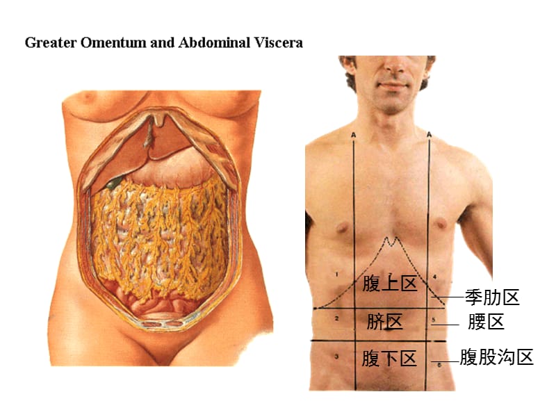 《腹腔脏器》ppt课件.ppt_第2页