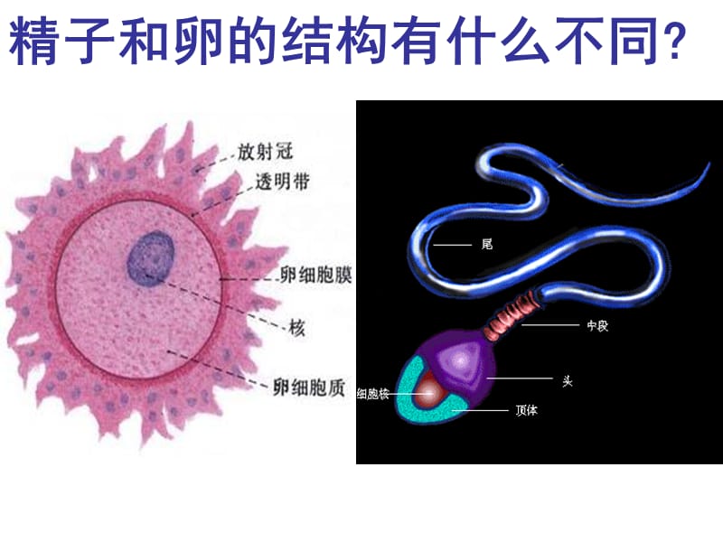 生殖系统-新生命的诞生PPT课件.ppt_第3页