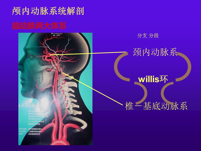 《脑血管解剖1》ppt课件.ppt_第2页