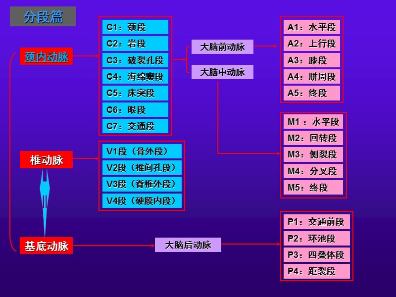 《脑血管解剖1》ppt课件.ppt_第3页