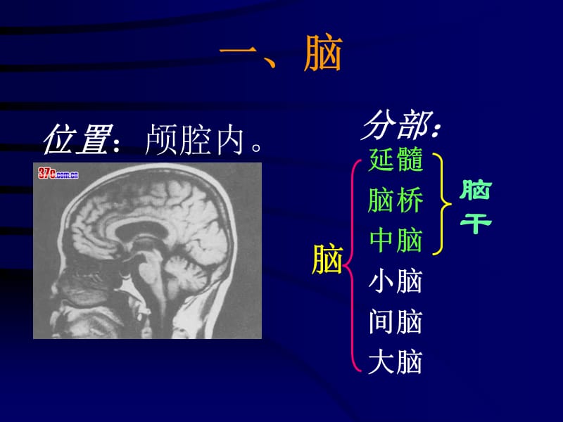 脑和脑神经PPT课件.ppt_第2页