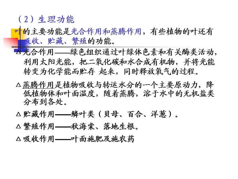 第三节叶.ppt_第2页