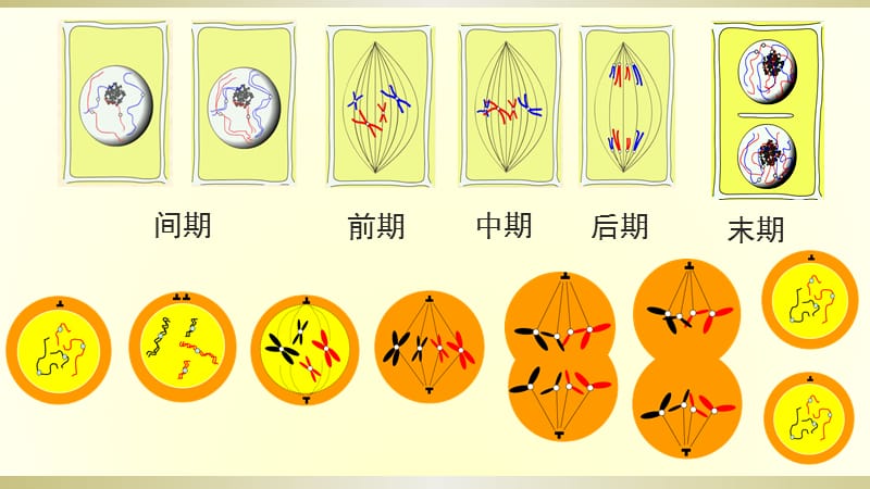 减数分裂和受精作用笔记ppt课件.ppt_第1页