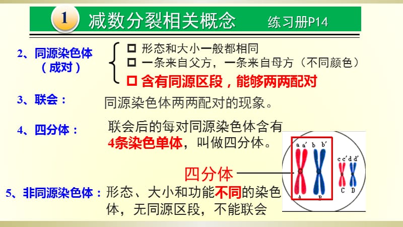 减数分裂和受精作用笔记ppt课件.ppt_第3页