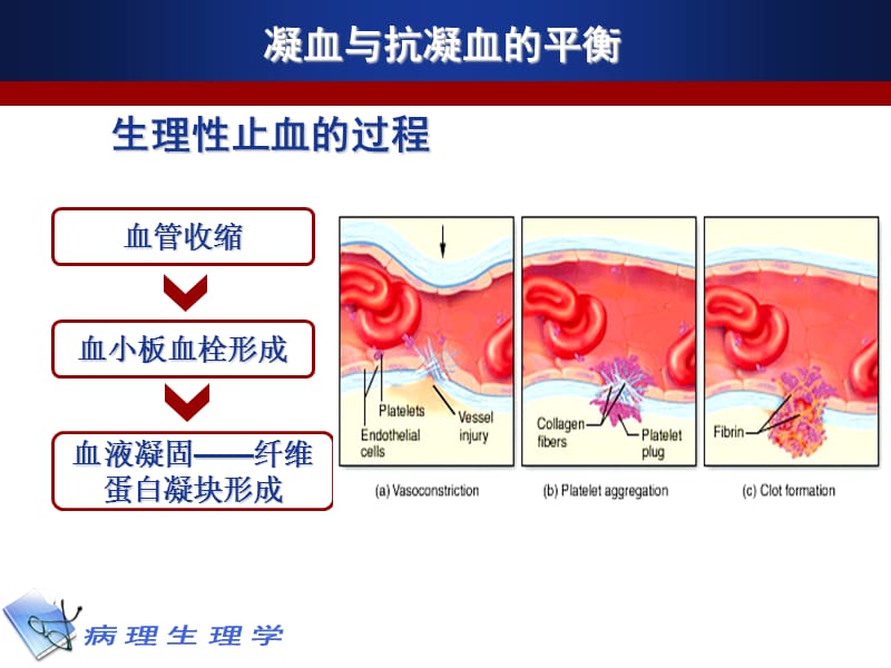 凝血和抗凝血平衡紊乱ppt课件.ppt_第2页