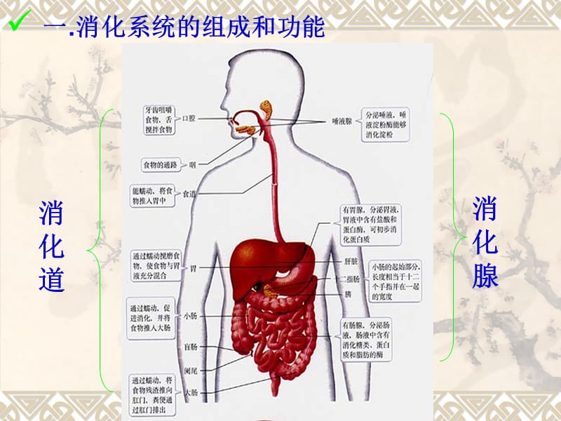 第二消化和吸收.ppt_第2页