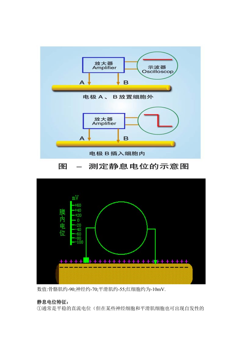 第三节细胞的电活动.doc_第2页