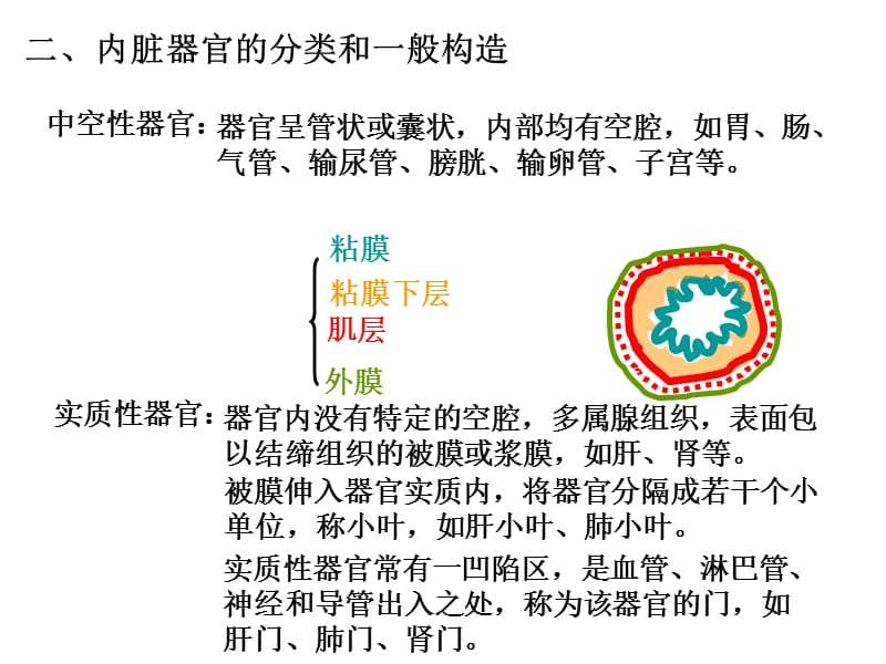 内脏总论及消化系统ppt课件.ppt_第3页