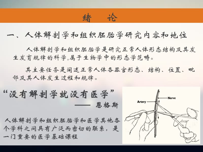 人体解剖学与组织胚胎学绪论ppt课件.ppt_第2页