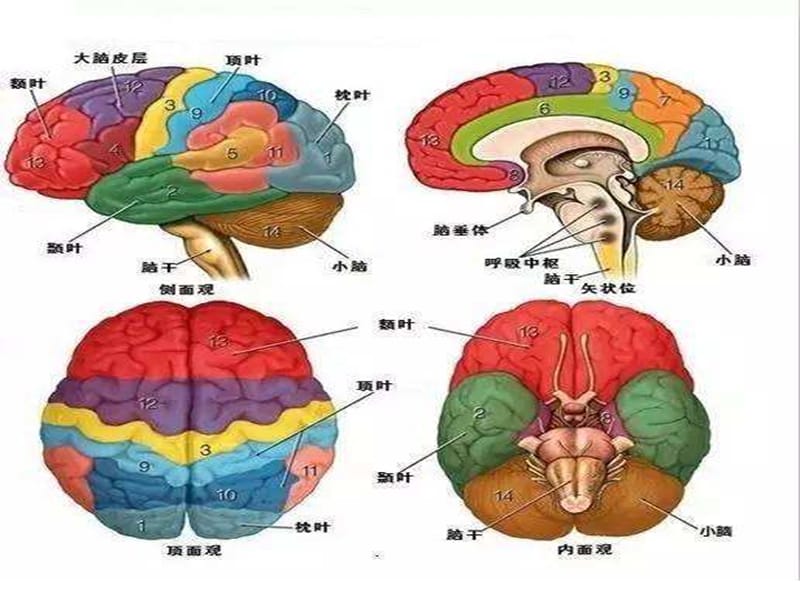 免疫调节优质公开课ppt课件.ppt_第3页