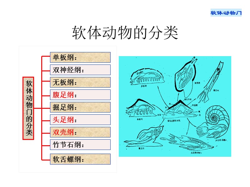 古生物学第9讲 软体动物.ppt_第3页