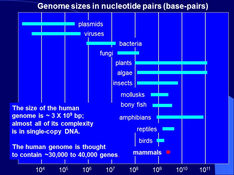 分子生物学课件2Ch2. Genomic DNA, Genes.ppt_第2页