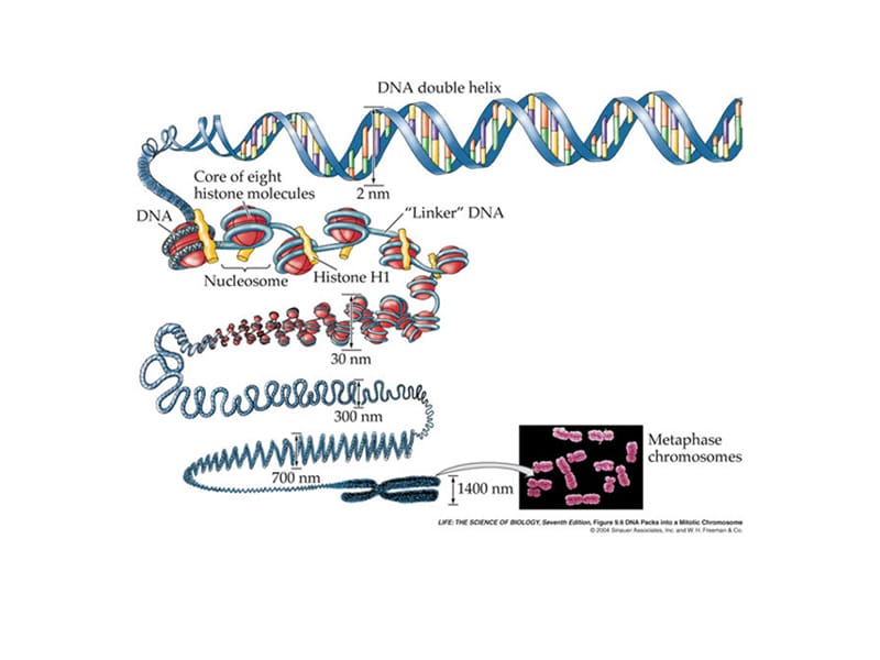 分子生物学（双语）10 Chromatin.ppt_第2页